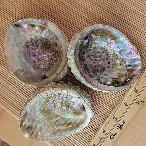 Lot of 3 Large Abalone Shell - Picture 4 of 4